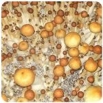 Псилоцибиновые (галлюциногенные)  грибы Psilocybin "Golden Teacher" в Салавате