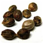 Семена марихуаны АК-47  (Seeds AK-47) в Салавате